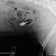 Illustration for article titled X-rays of the weird things that vets find inside pets